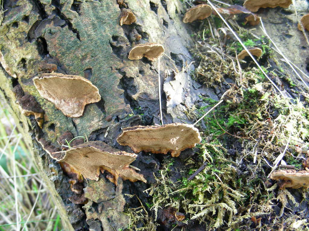 Su Salix caprea ...(Phellinus conchatus)